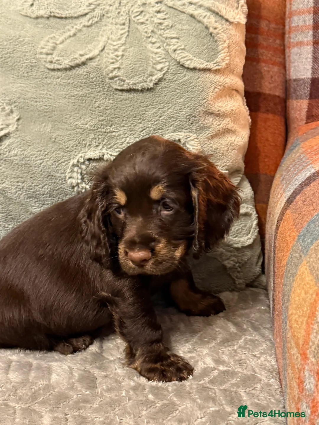 Cocker Spaniel dogs for sale: Beautiful cocker spaniels - Advert 2