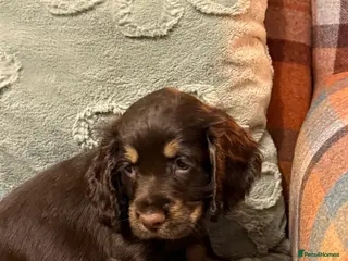 Cocker Spaniel dogs Beautiful cocker spaniels - Advert 4