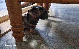 Dachshund dogs for sale: Dachshund puppies  in Driffield - Image 2