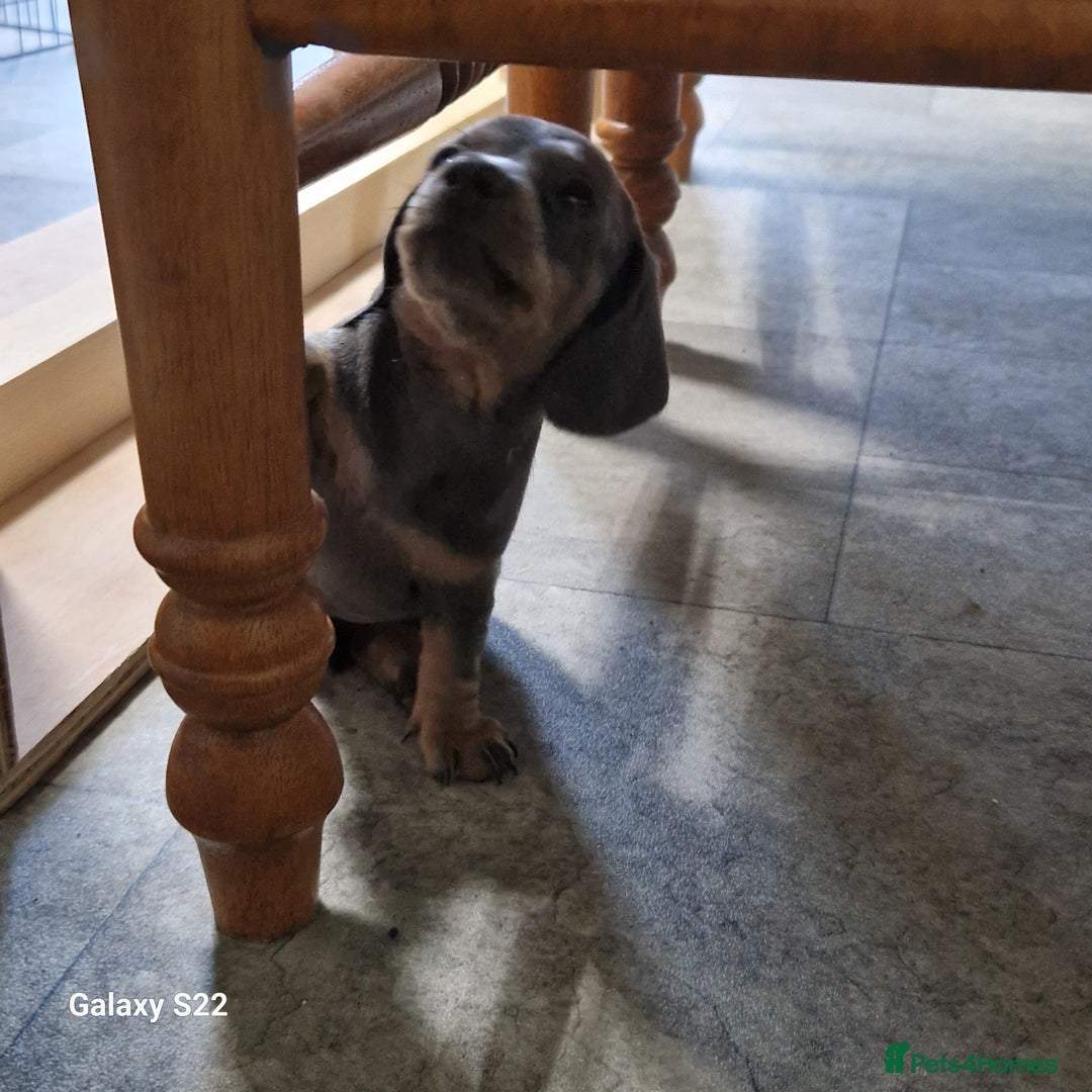 Dachshund dogs for sale: Dachshund puppies  in Driffield - Image 2