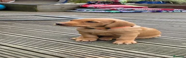 Labrador Retriever Puppy 3