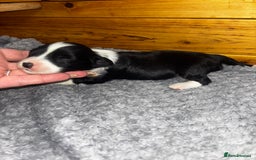Chinese Crested dogs for sale: Chinese crested powderpuff ready September 12th - Image 28