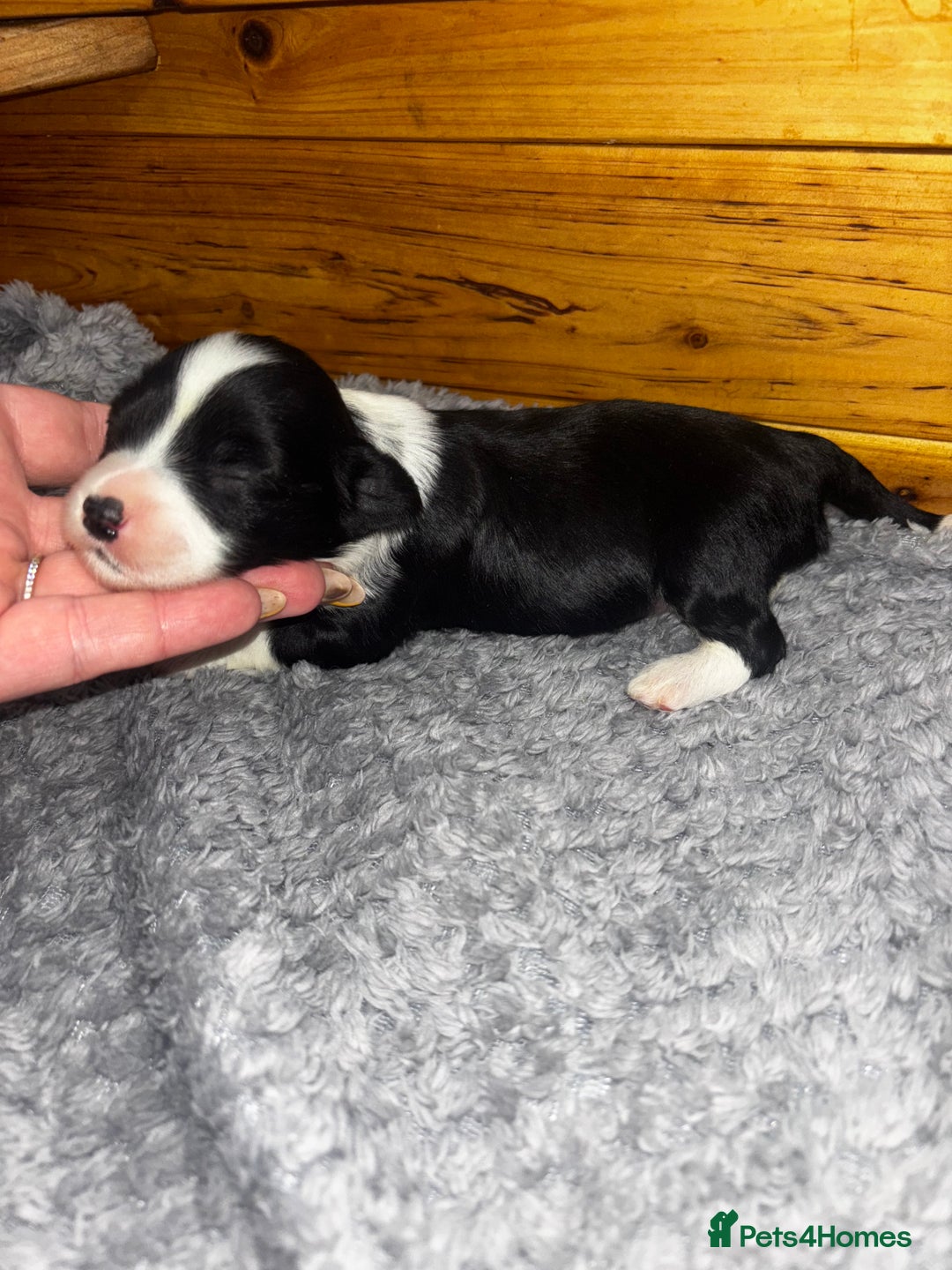 Chinese Crested dogs for sale: Chinese crested powderpuff ready September 12th - Image 28