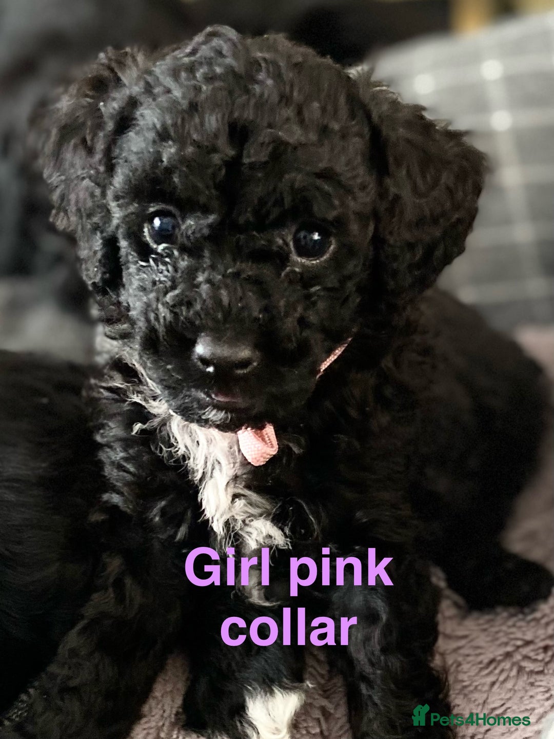 Cockapoo dogs for sale: Adorable Cockapoo F1B puppies for sale in Maidstone - Image 3