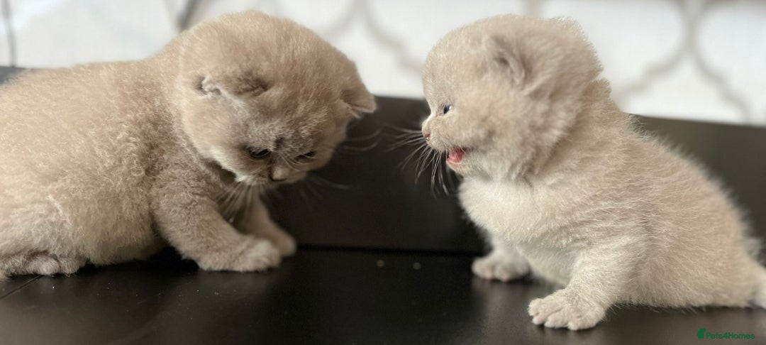 British Shorthair cats for sale: British Shorthair Kittens - Image 7