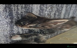 Maine Coon cats for sale: Last girl Tica Beautiful Maine Coon kittens  - Image 33