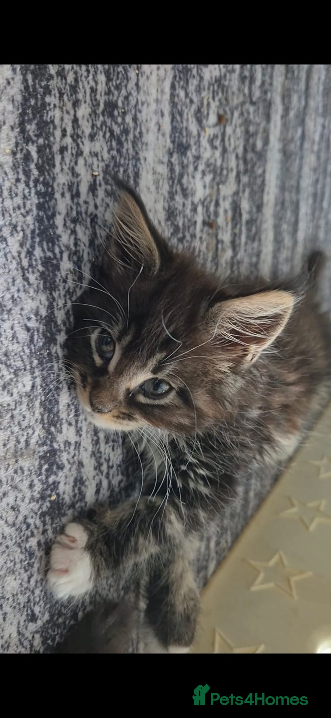 Maine Coon cats for sale: Last girl Tica Beautiful Maine Coon kittens  - Image 33