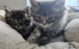 Maine Coon cats for sale: 2 stunning 3/4 Maine Coon boys - Image 9