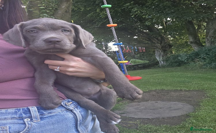 Labrador Retriever dogs - Advert 7