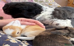 Mini Lop rabbits for sale: Indoor raised Mini lops and lion lops   - Image 9