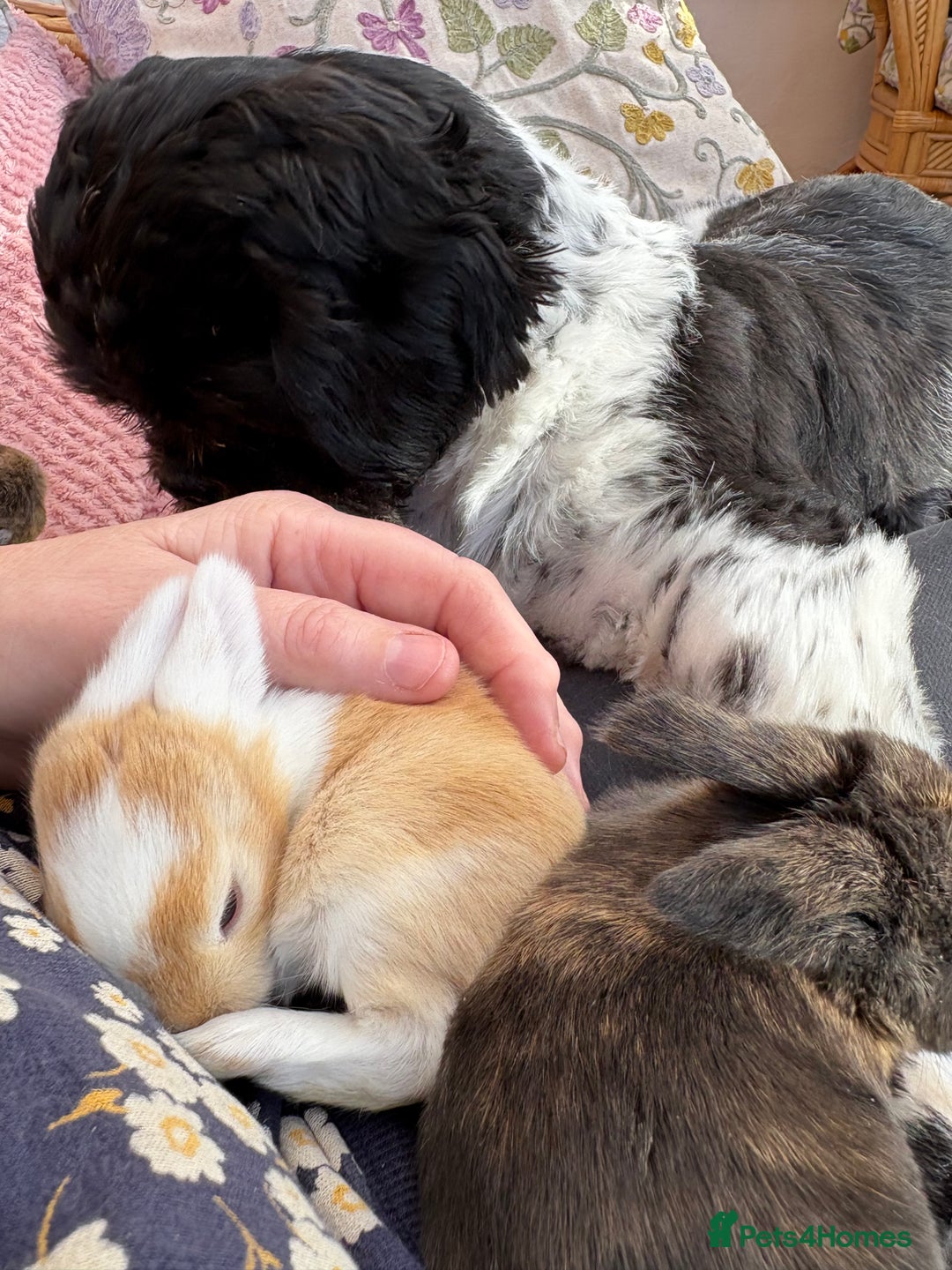 Mini Lop rabbits for sale: Indoor raised Mini lops and lion lops   - Image 9
