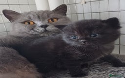 British Shorthair cats for sale: Ready now! Affectionate Black GCCF female - Image 9