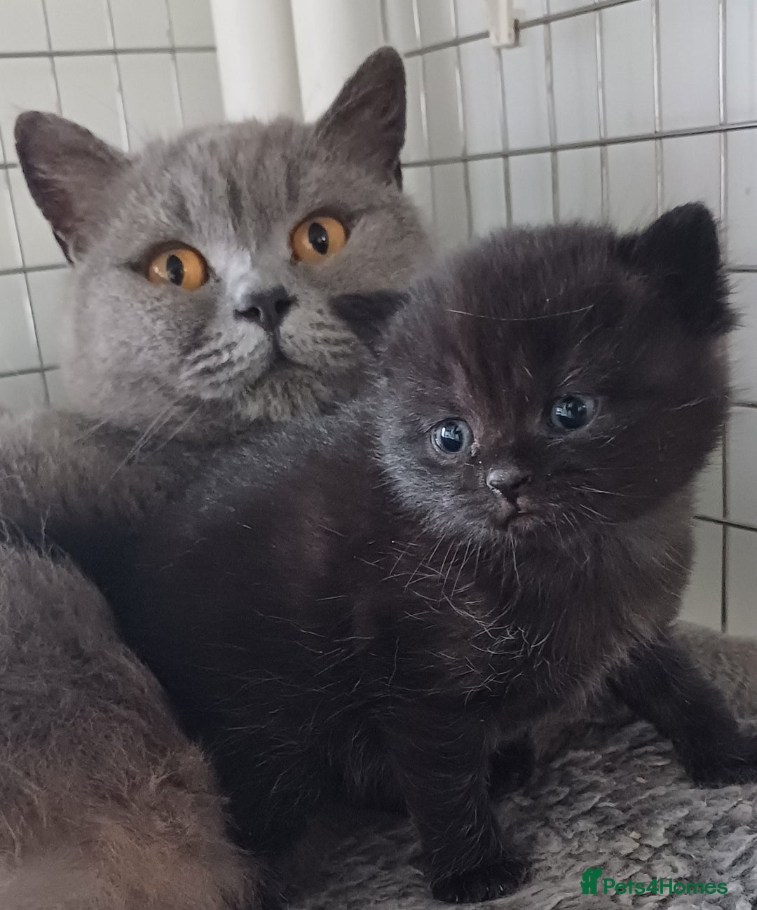 British Shorthair cats for sale: Ready now! Affectionate Black GCCF female - Image 9