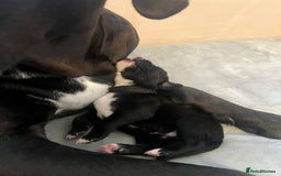 Cane Corso dogs for sale: Yuki & Aries Cane Corso Puppies  - Image 23