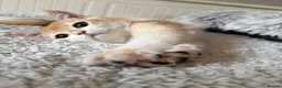 British Shorthair cats for sale: 🧡 Exceptional golden British shorthair kittens 🧡 - Advert 3