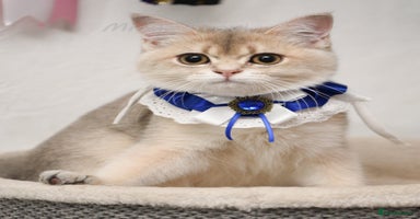 British Shorthair cats - Advert 10