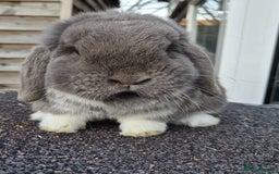 Mini Lop rabbits for sale: Mini lops - Image 2