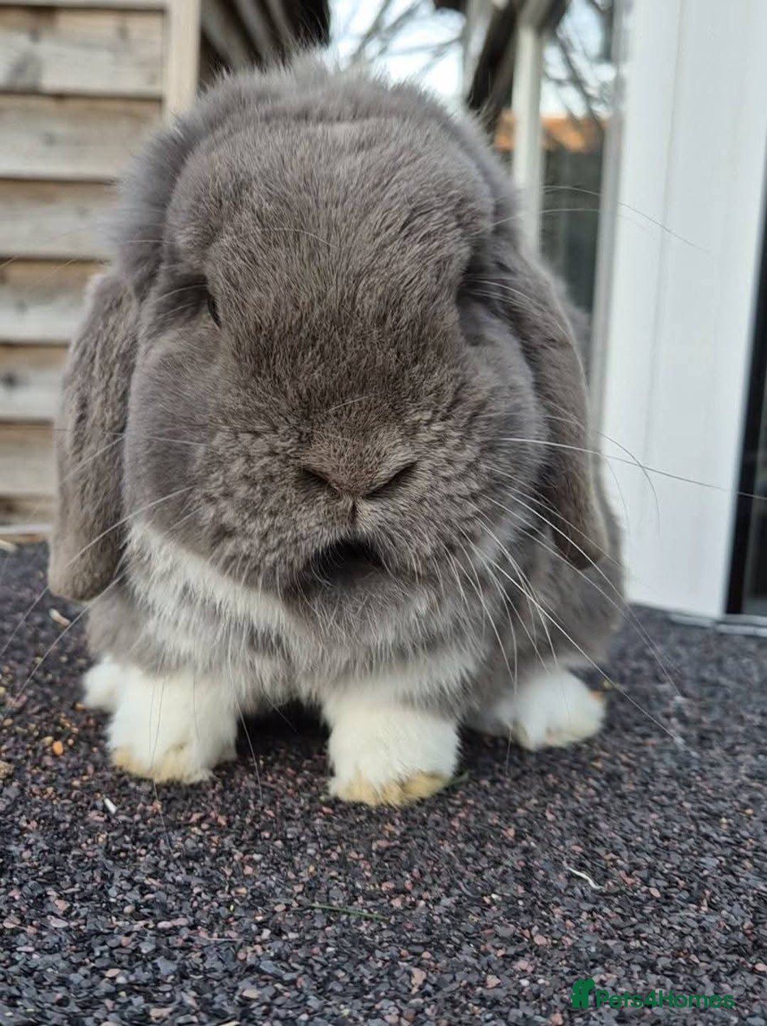 Mini Lop rabbits for sale: Mini lops - Image 2