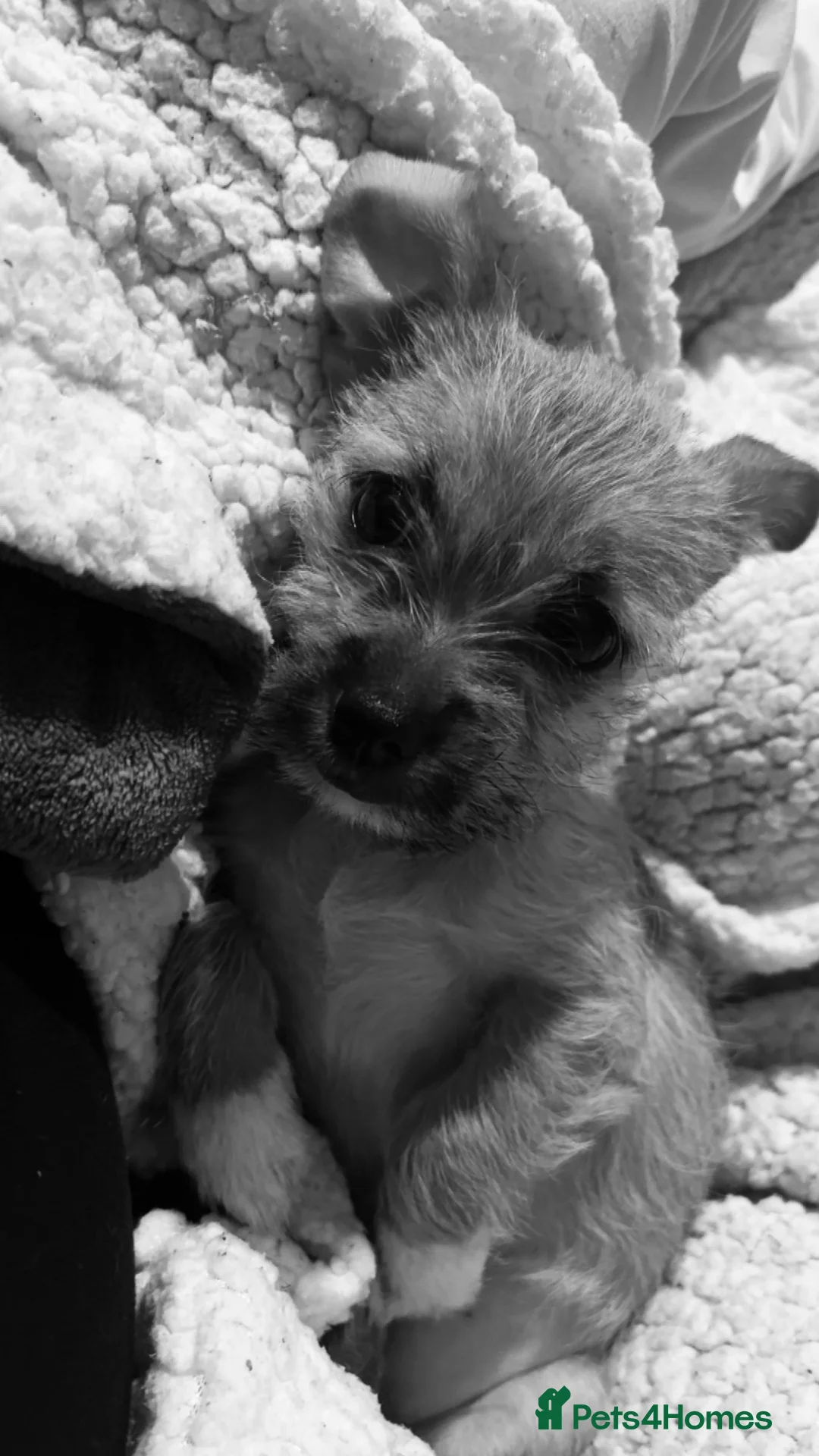 Mixed Breed dogs for sale: Chihuahua x Shih Tzu x Lhasa Apso Puppy  - Advert 1