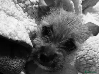 Mixed Breed dogs Chihuahua x Shih Tzu x Lhasa Apso Puppy - Advert 1