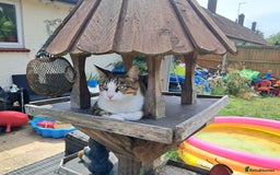 Bengal cats for sale: 2 BEAUTIFUL FEMALE BENGALS - Image 2