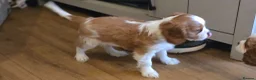 Cavalier King Charles Spaniel dogs for sale: Stunning cavalier king Charles spaniel puppy - Advert 6