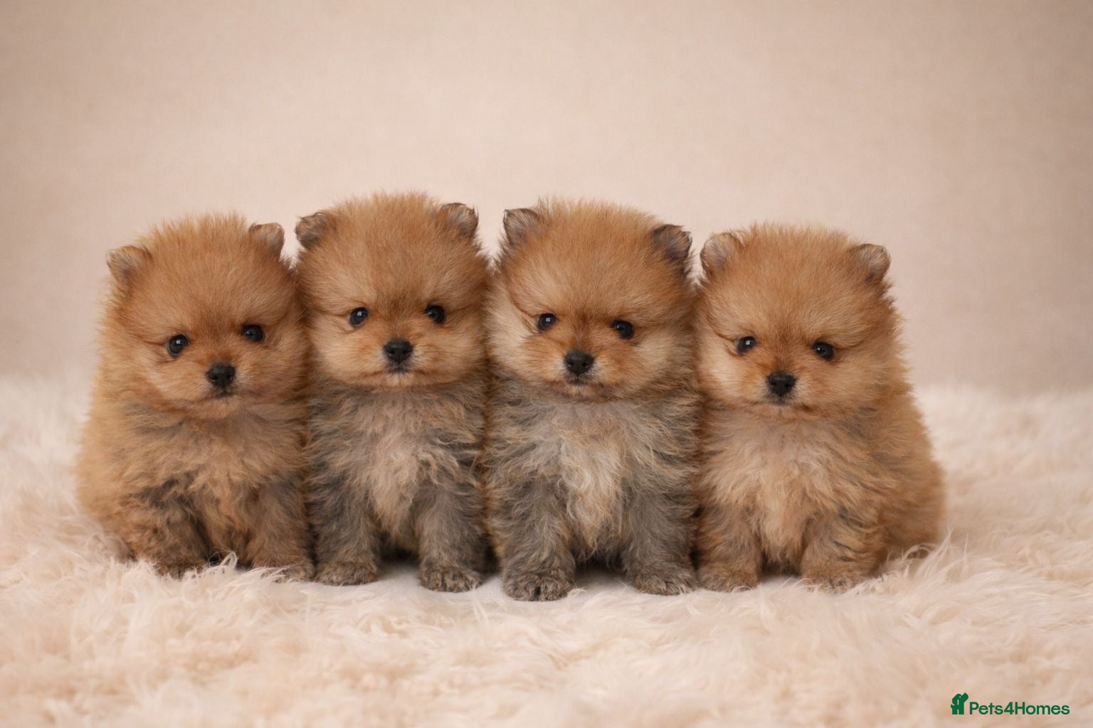 Pomeranian dogs Boys left 🩵 ready for reserve 💕  - Advert 1