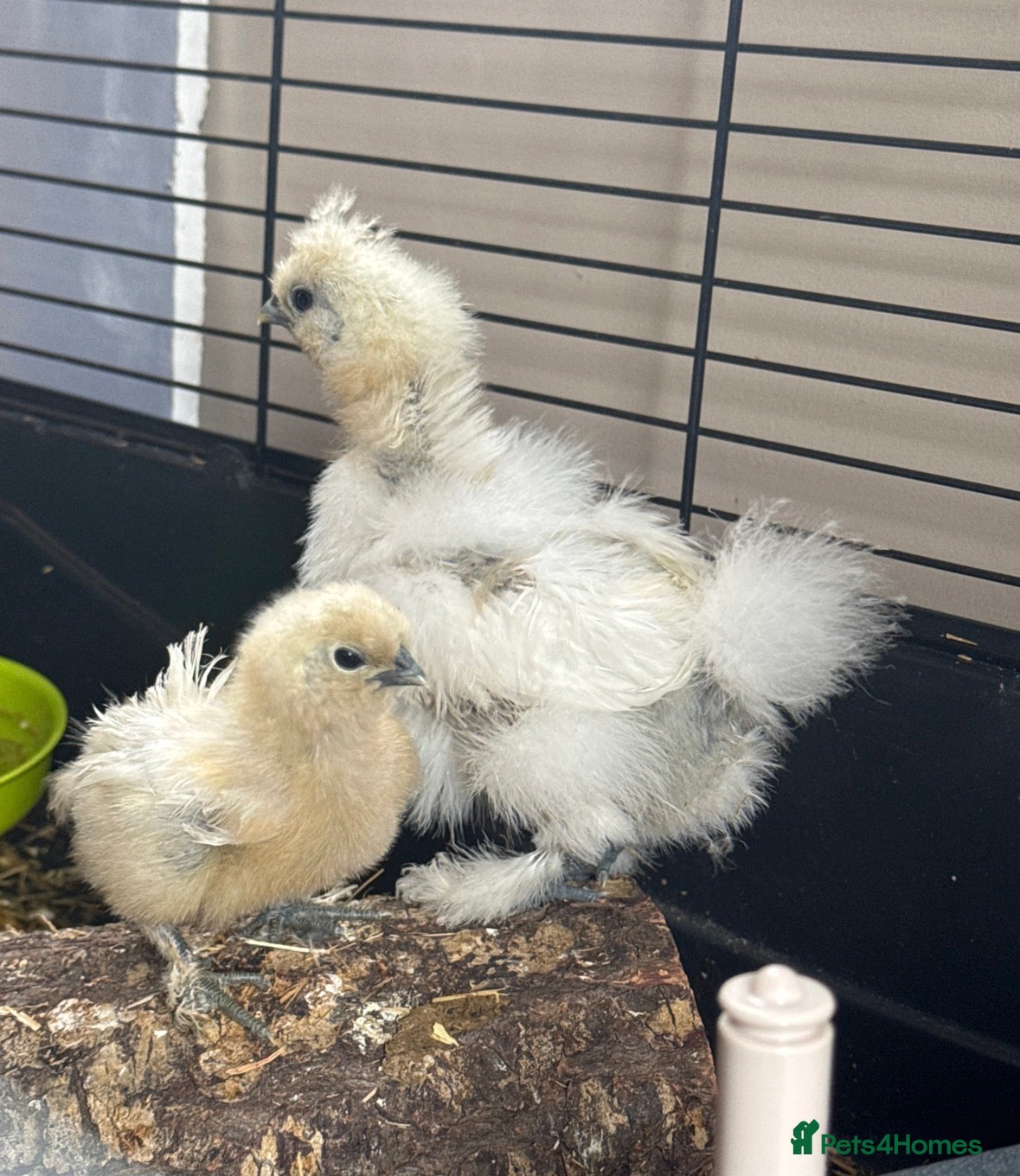 Chickens poultry Silkie chicks - Advert 5