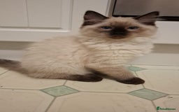 Ragdoll cats for sale: Ragdolls - Image 5