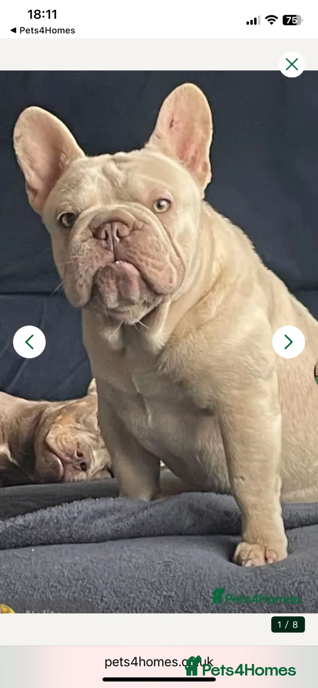 French Bulldog dogs for sale: Cryptic merle French bulldog - Advert 4