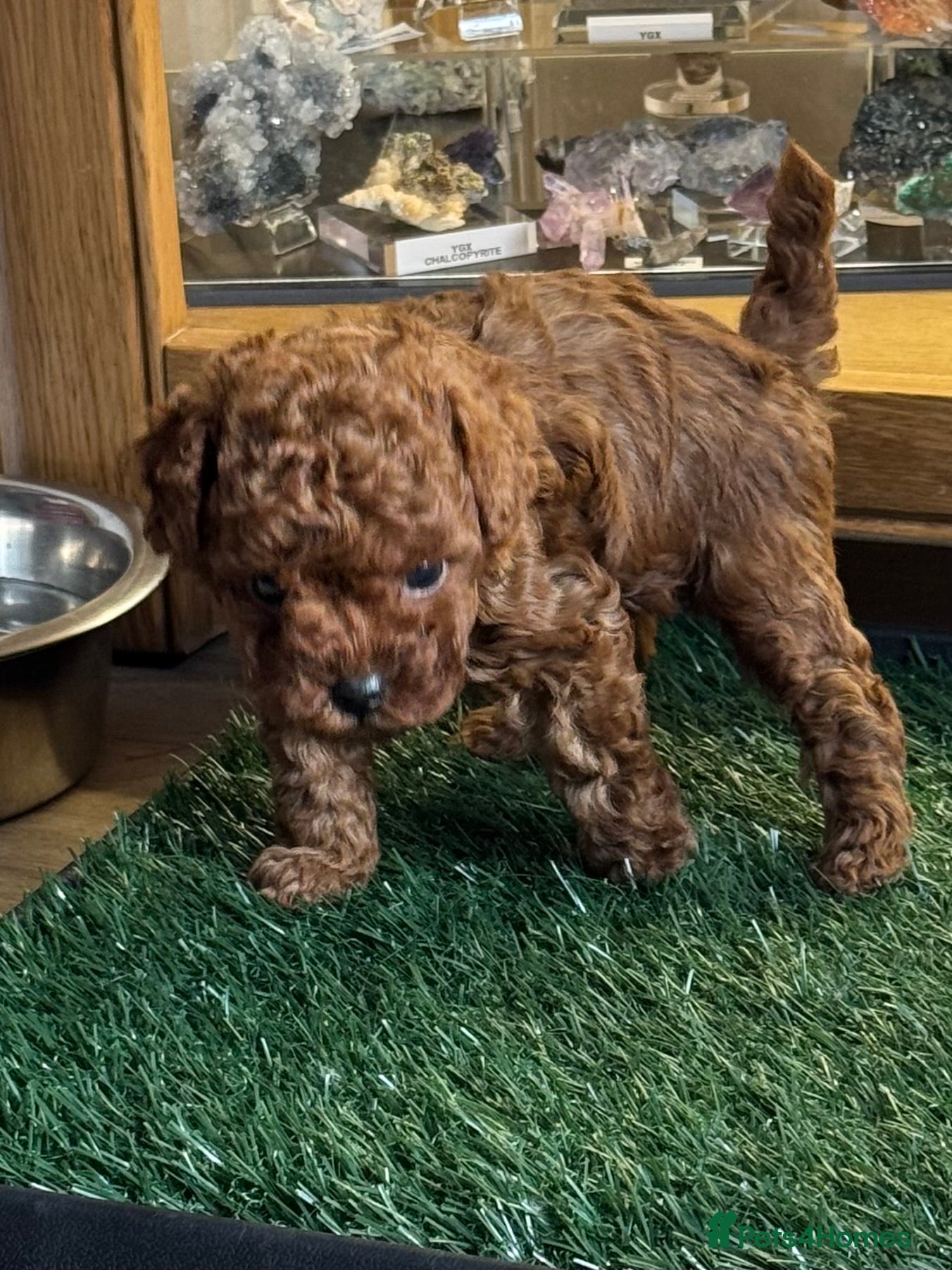 Toy Poodle dogs Asian Poodle Puppies *one male left* - Advert 12