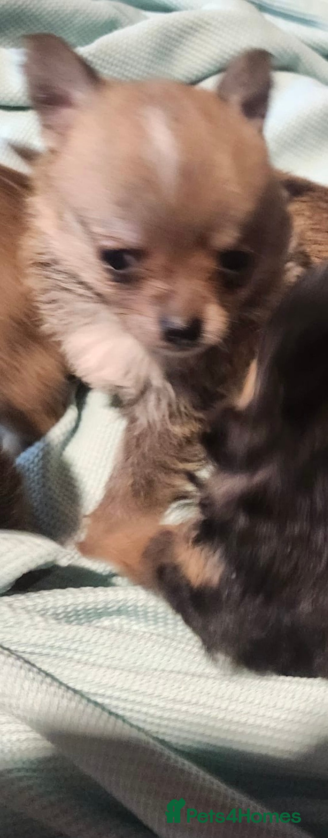 Chihuahua dogs for sale: Chihuahua pups  - Image 9