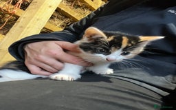 Mixed Breed cats for sale: Mixed coloured kittens looking for new homes!  - Image 3