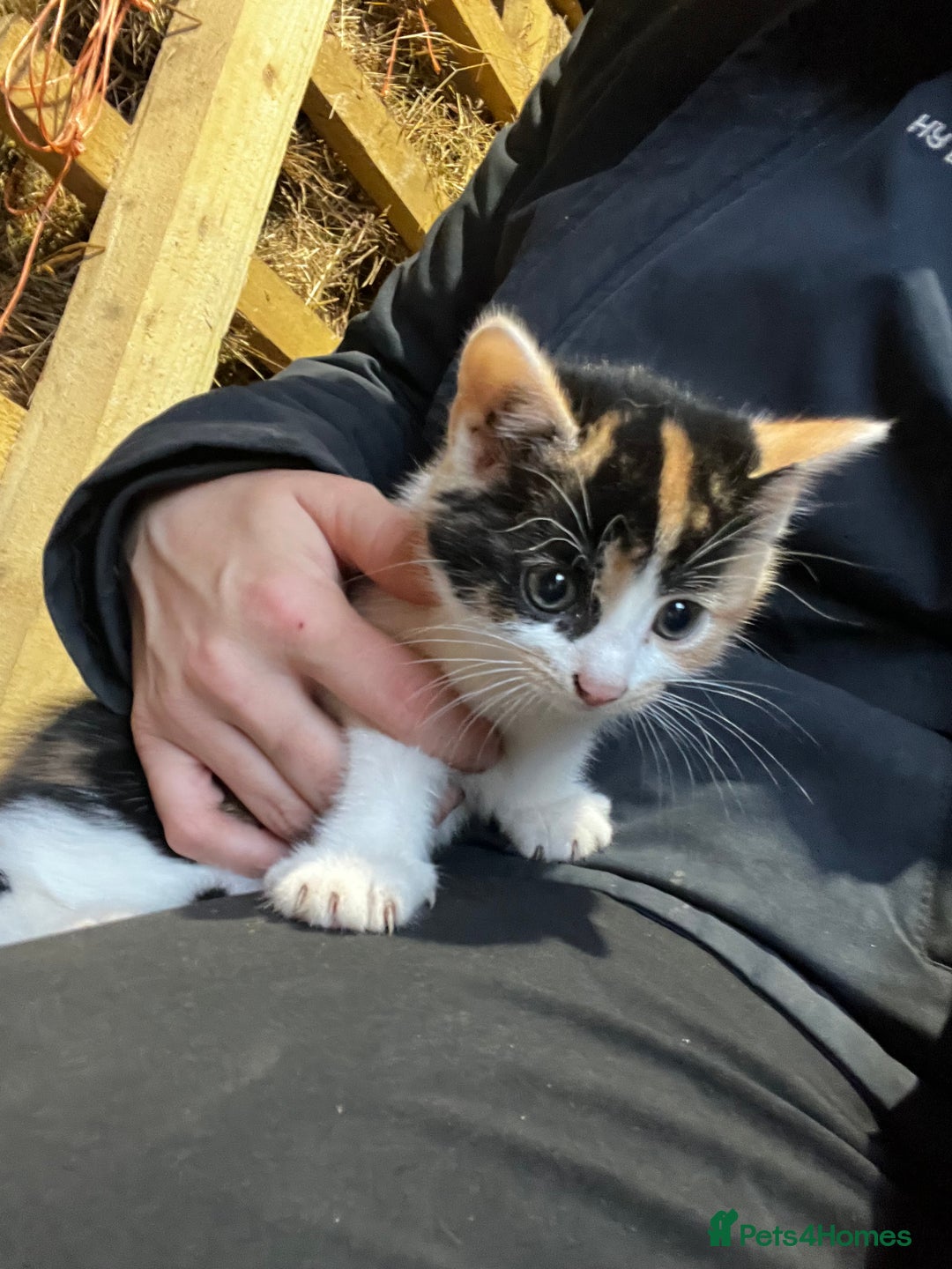 Mixed Breed cats for sale: Mixed coloured kittens looking for new homes!  - Image 3