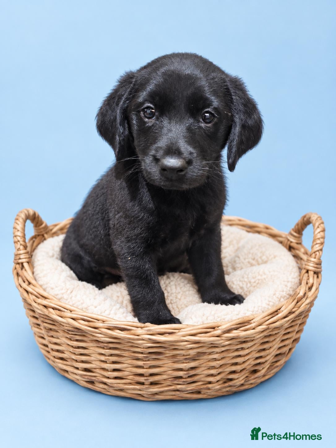 Labrador Retriever dogs READY TO LEAVE 3 BOYS Labrador retriever puppies - Advert 1