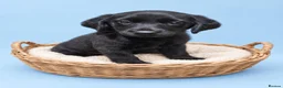 Labrador Retriever dogs for sale: READY TO LEAVE 3 BOYS Labrador retriever puppies - Advert 2