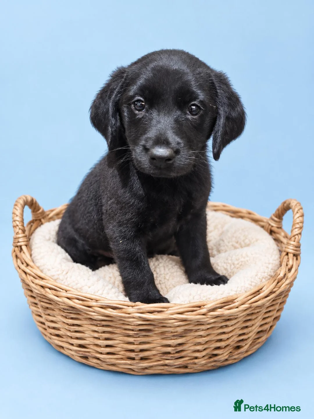 Labrador Retriever dogs for sale: READY TO LEAVE 3 BOYS Labrador retriever puppies - Advert 2