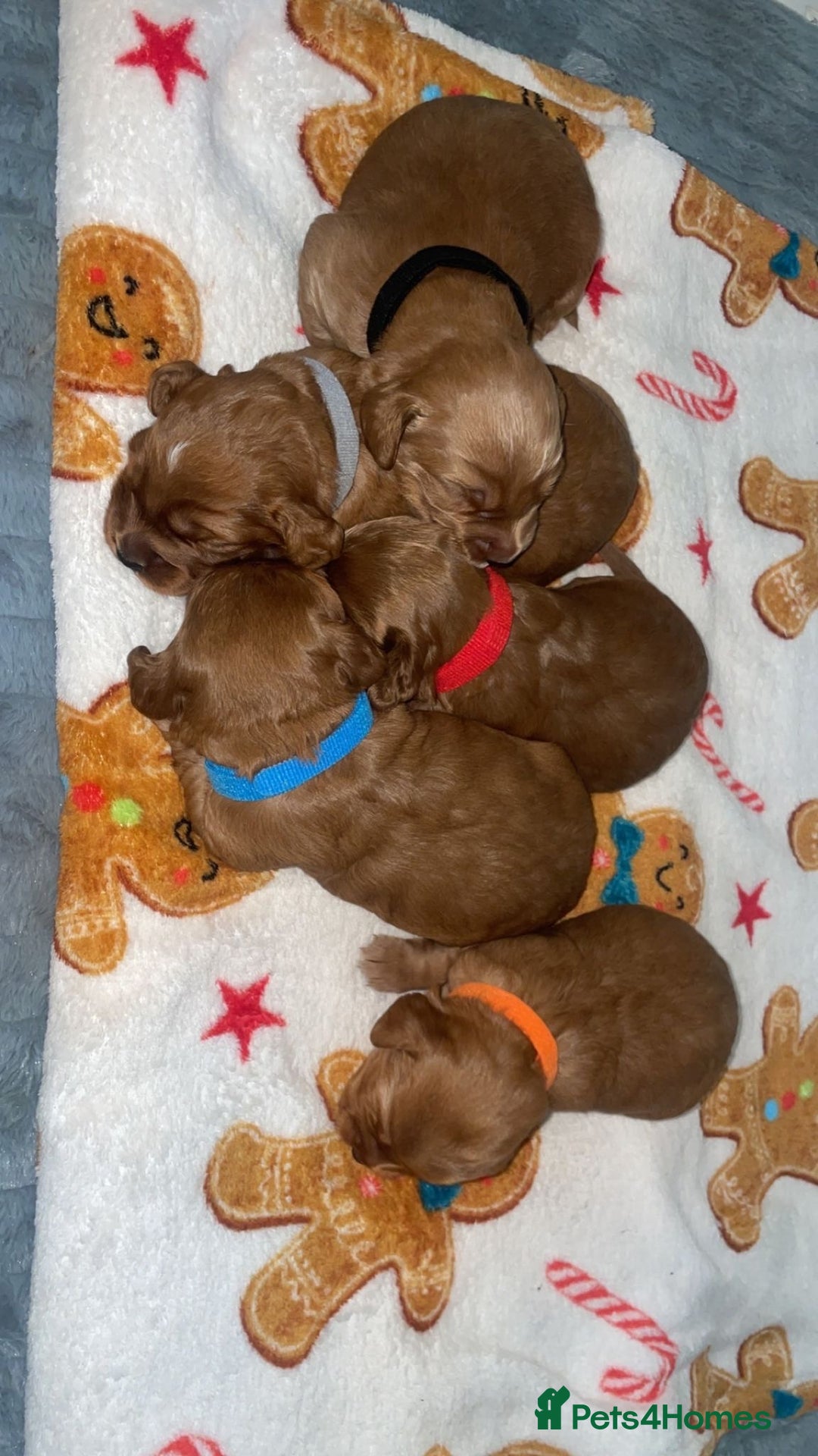 Cockapoo dogs for sale: 5 Stunning fox red Cockapoos (health tested) - Image 11