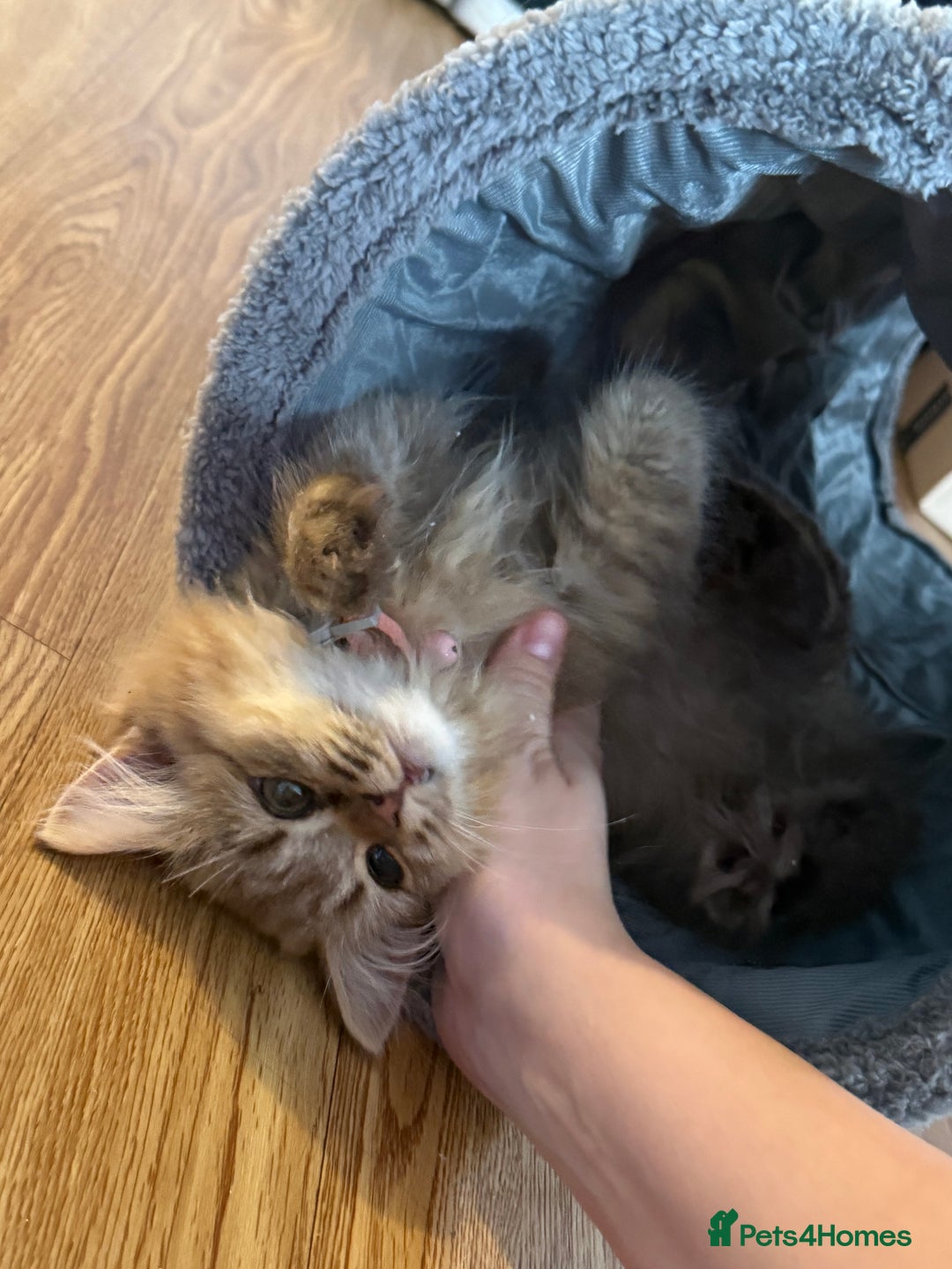 British Longhair cats for sale: Two gorgeous purebred sisters - Advert 7