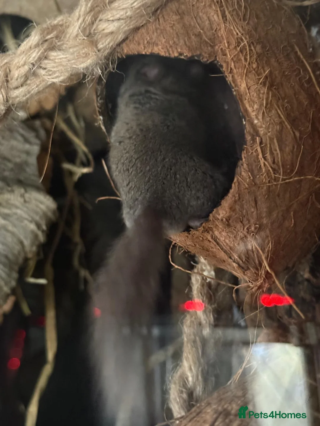 Mouse rodents for sale: Micro squirrels (African Pygmy dormice) in Grimsby - Advert 9