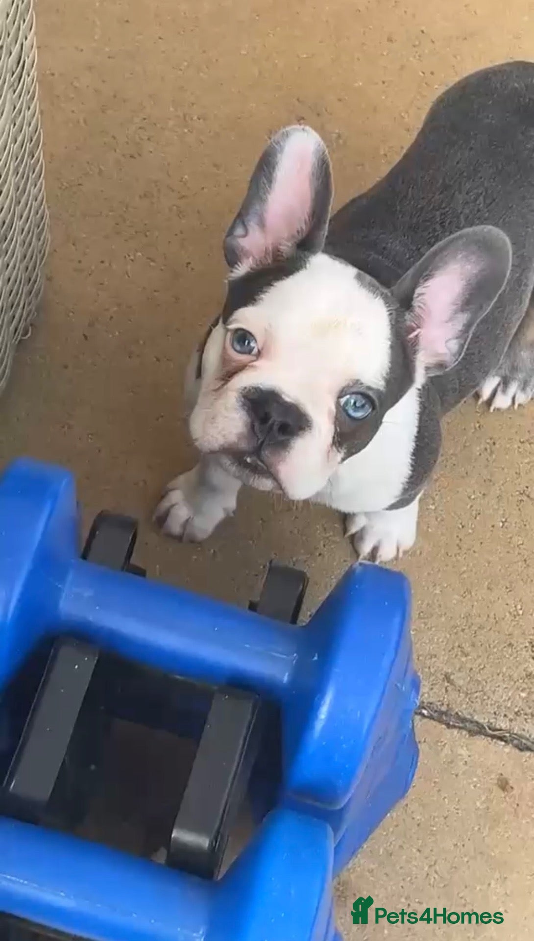 French Bulldog dogs 🩵LAST PUP LEFT QUALITY MALE FRENCH BULLDOG READY  - Advert 11