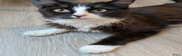 British Longhair cats for sale: Female Cat Looking for a Good Home - Advert 1