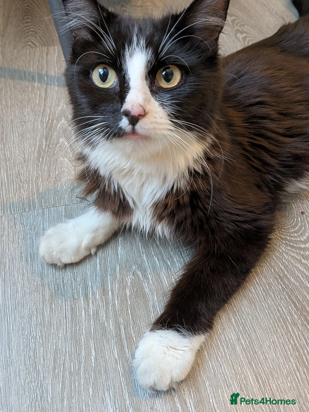British Longhair cats for sale: Female Cat Looking for a Good Home - Advert 1