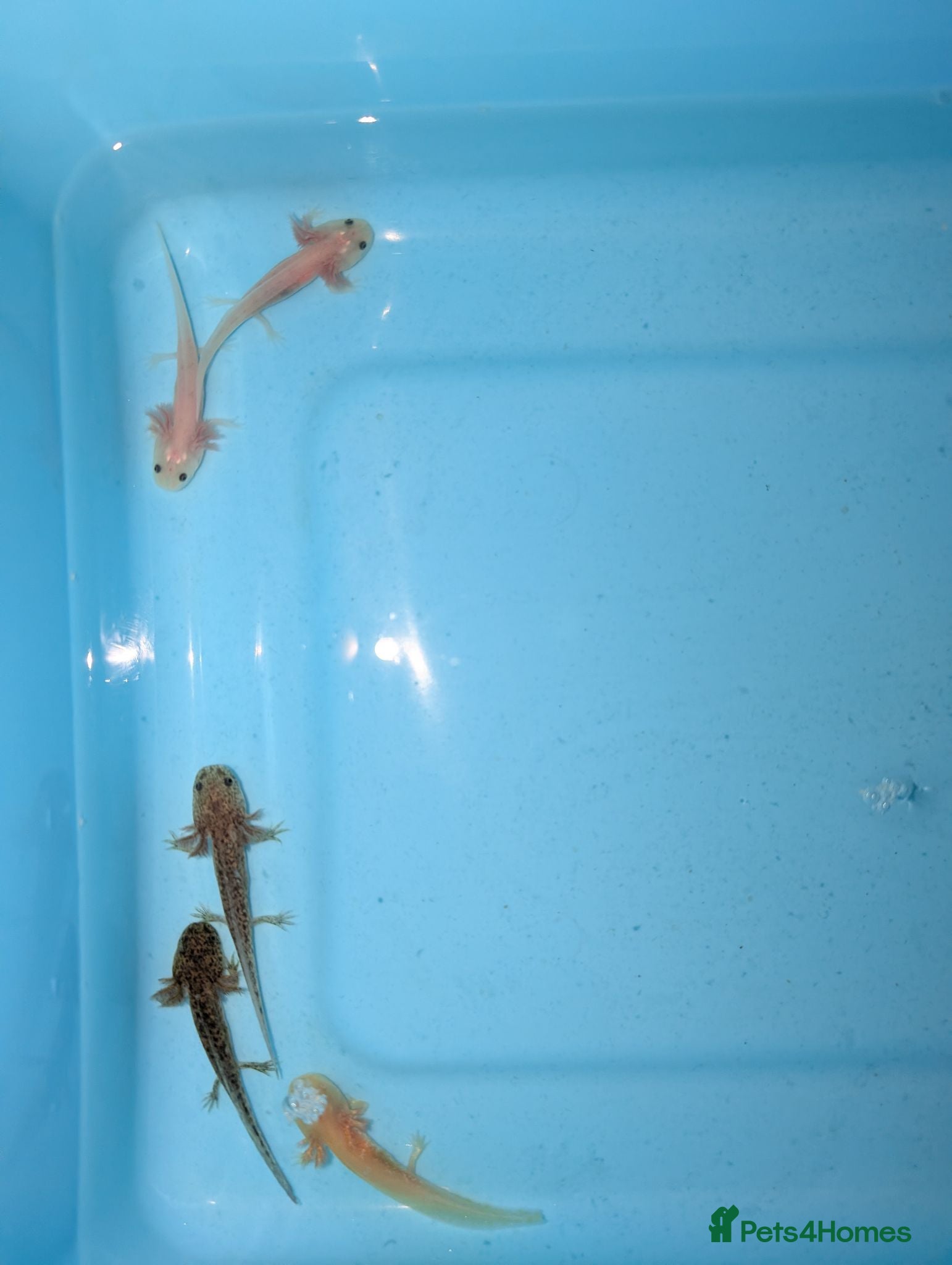 Axolotl reptiles Axolotl babies 15 weeks old multiple variations - Advert 1