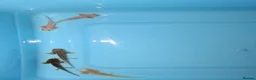 Axolotl reptiles for sale: Axolotl babies 15 weeks old multiple variations in Peterborough - Advert 1