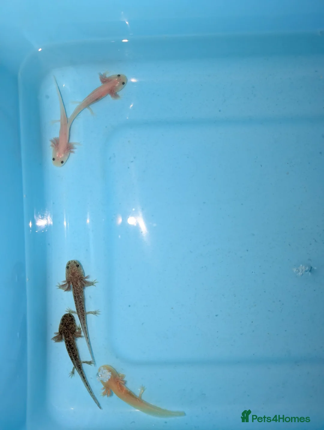 Axolotl reptiles for sale: Axolotl babies 15 weeks old multiple variations in Peterborough - Advert 1