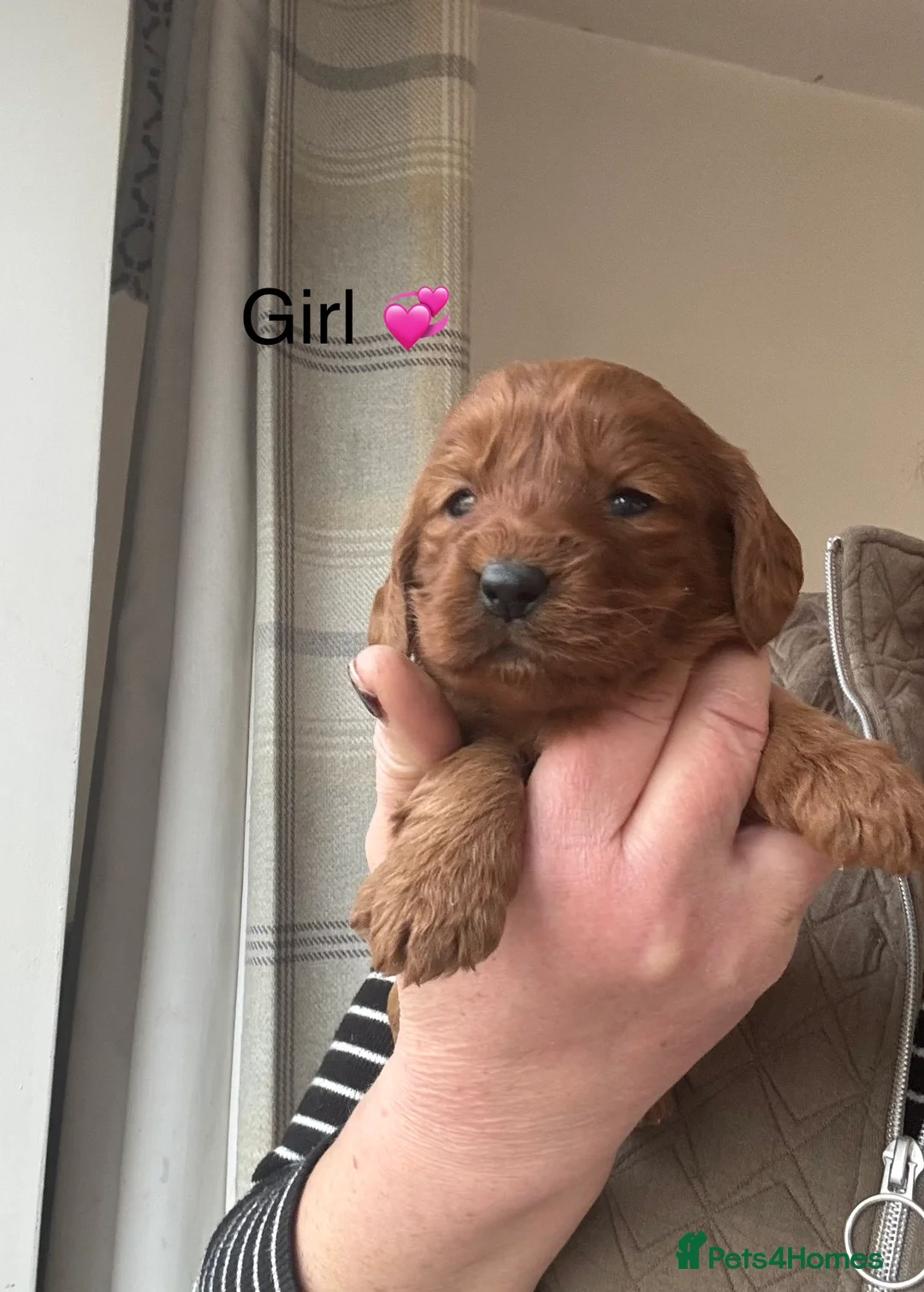 Cockapoo dogs for sale: F1 Cockapoo Puppies - Advert 1