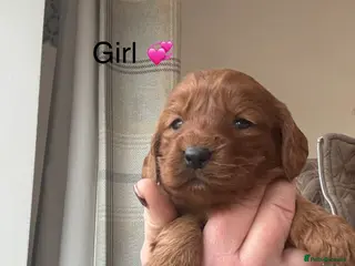 Cockapoo dogs F1 Cockapoo Puppies - Advert 17