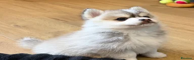 Nova