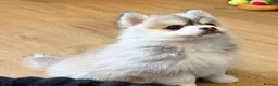 Pomsky dogs for sale: Stunning  **  Pomsky babies in Thetford - Advert 6